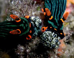 Getting the munchies. Two nudibranchs enjoying a lunch of... by Nick Hobgood 